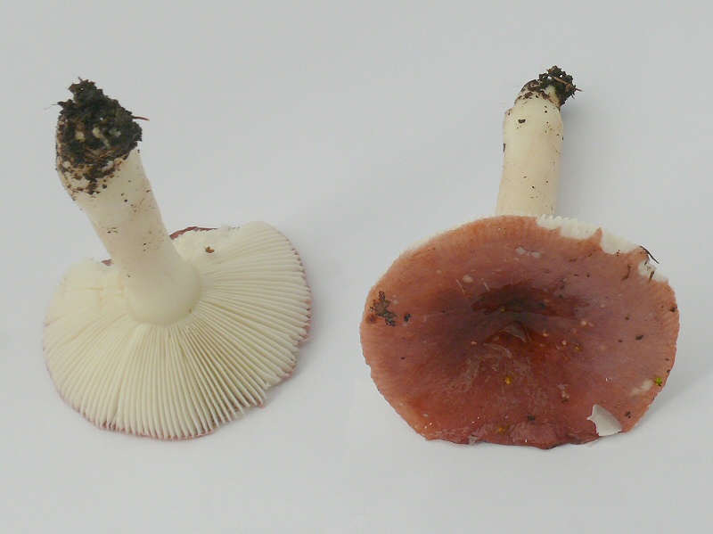 Russula Fragilis